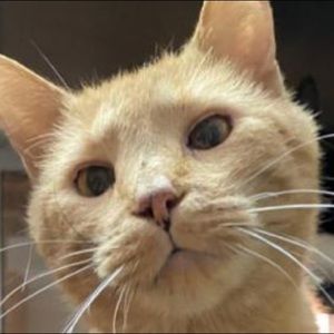 Meet your Posher, Bella